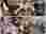 Collage_20251016_125840_3_11zon