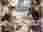 Collage_20251016_130135_4_11zon